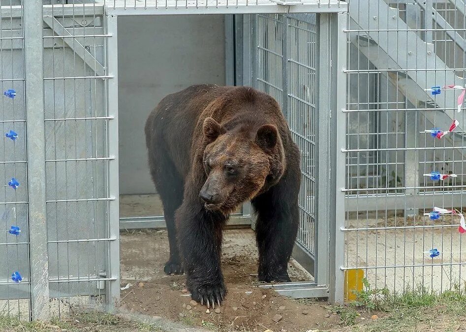 Сколько живут медведи в неволе. Уссурийский бурый медведь. Медведь в неволе.