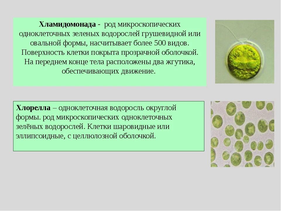 Одноклеточные водоросли произошли. Зеленые водоросли ЕГЭ хлорелла. Строение хламидомонады и хлореллы. Хламидомонада и хлорелла. Зеленые водоросли хламидомонада хлорелла.