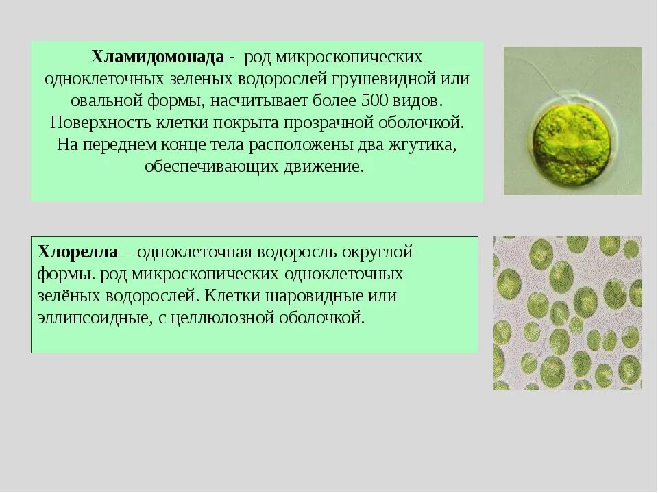 Одноклеточные водоросли произошли