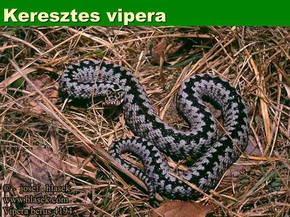 Палестинская гадюка (Vipera Palaestinae). Палестинская гадюка Вернера. Живородящая змея гадюка. Гадюка Радде.