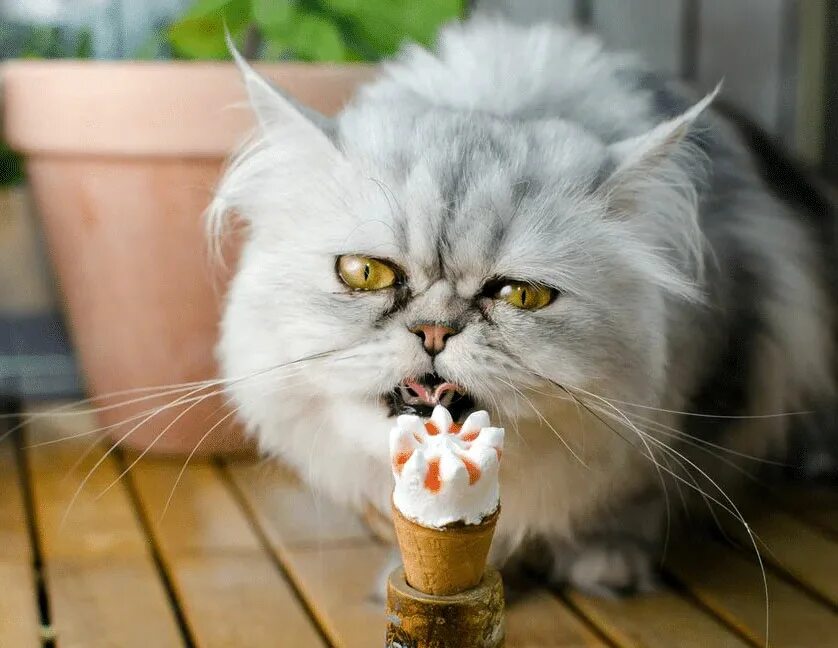Кот ест мороженое. Кошка с мороженым. Кошка мороженое. Котик кушает мороженое. Можно кошкам сладкое