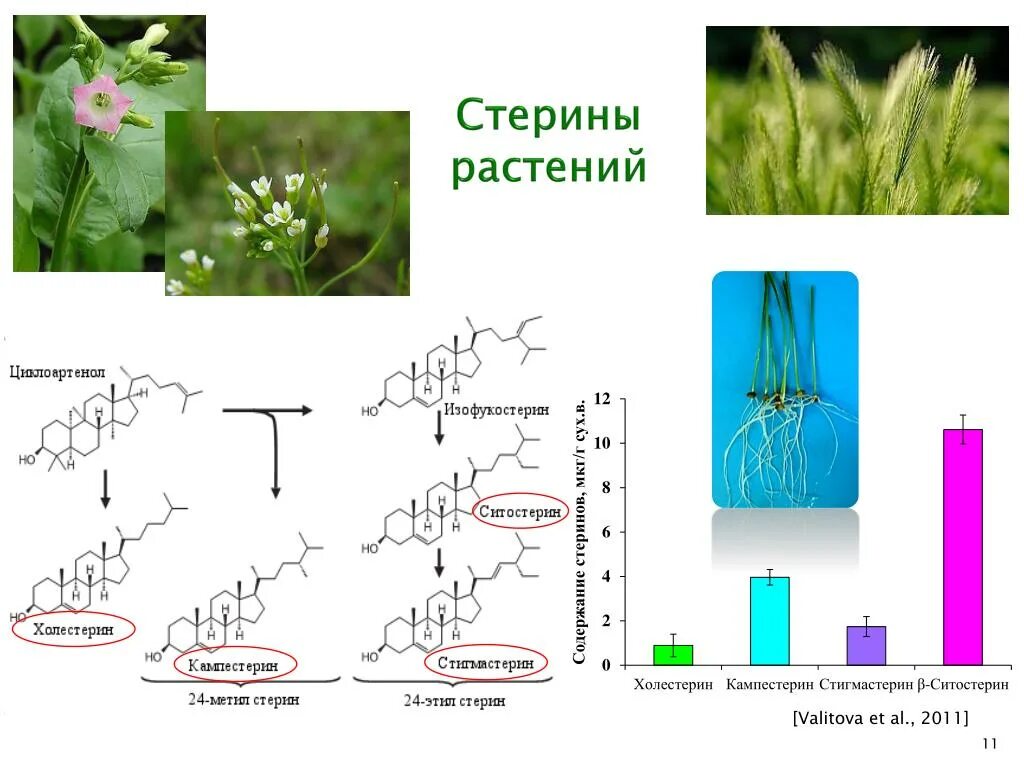 Основные источники растительного. Стерины растений. Растения содержащие фитостерины. Основные представители стеринов. Растительные станолы.