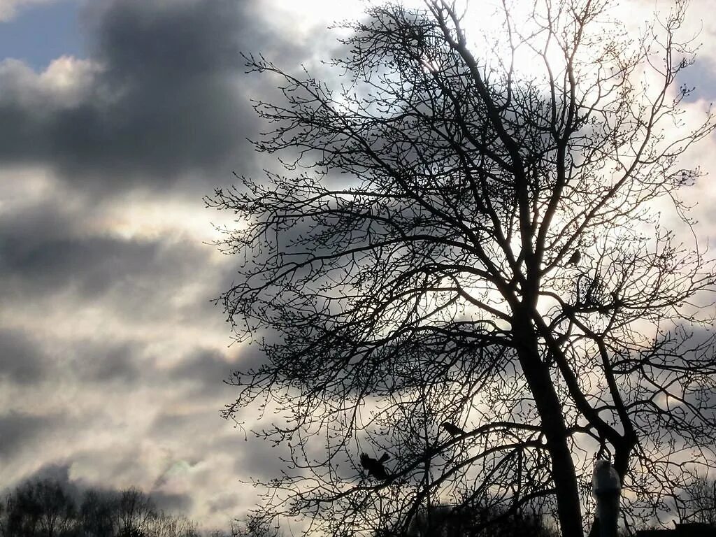 Картина первозимье. Предчувствие зимы картинки. Предчувствие зимы. Прозрачность ноября. Предчувствие зимы.