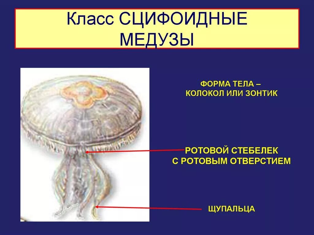Кишечнополостные Сцифоидные медузы. Класс Сцифоидные. Представители сцифоидных кишечнополостных. Форма тела медузы. Медуза какая симметрия тела