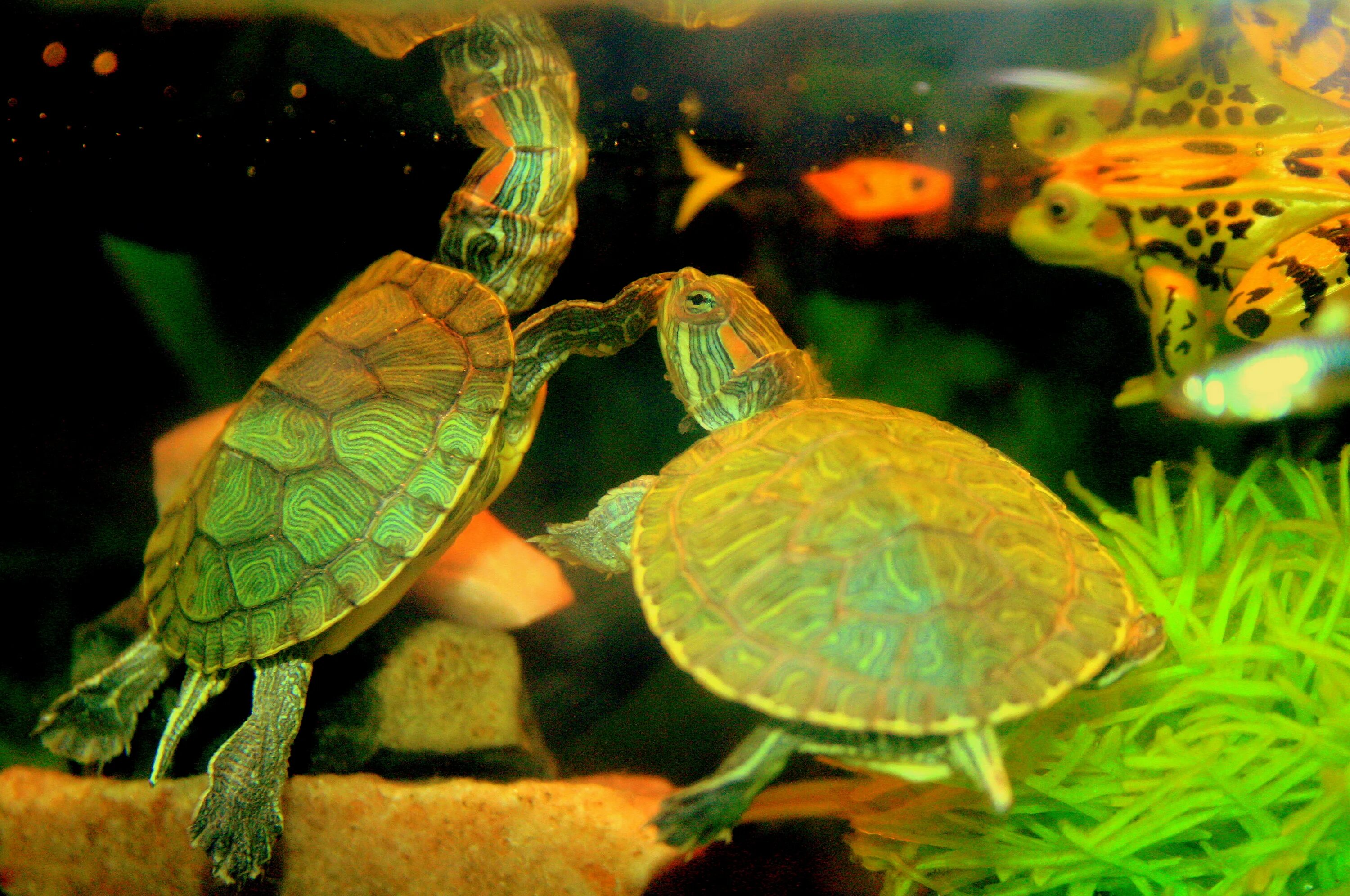 Красноухая черепаха. Маленькие красноухие Черепашки. Черепашки водные домашние маленькие. Виды водных черепах.