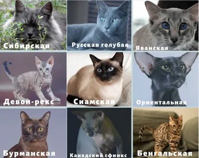 Кошки не вызывающие аллергию