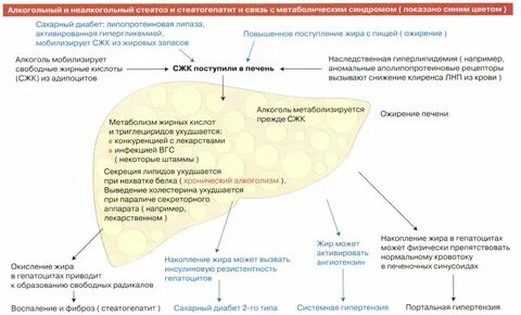 Ожирение печени как лечить лекарства
