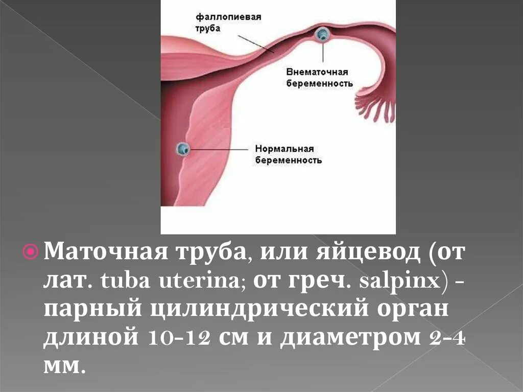 Части маточные трубы части. Фаллопиевы трубы строение и функции. Части маточной трубы анатомия. Маточные фаллопиевы трубы.