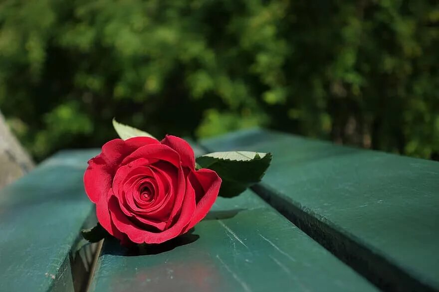 Если рассматривать красные розы через зеленое стекло. Розы на скамье.