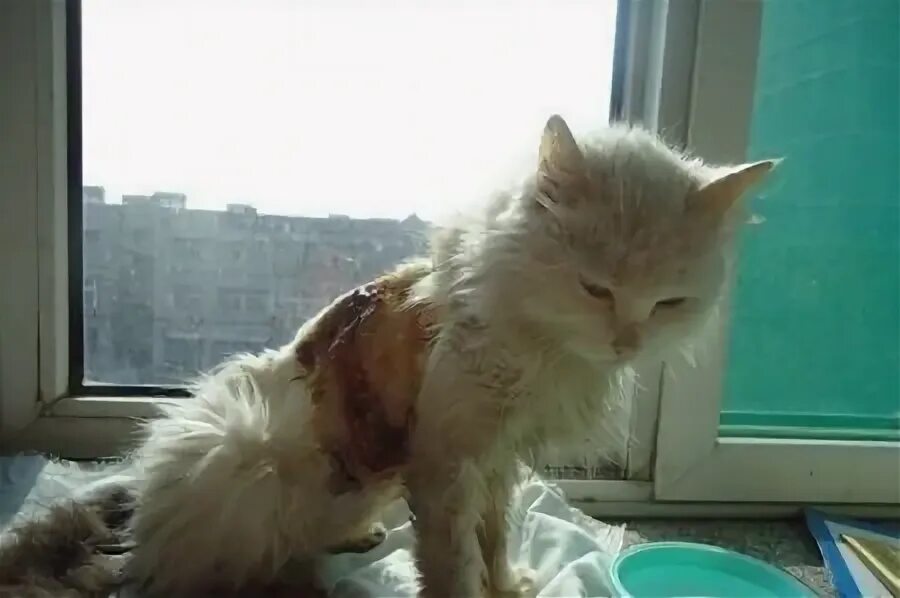 Издевание над котом кузей. Сильные коты. Издевательство над котёнк. Коты над которыми издевались. Издевательство над животными.