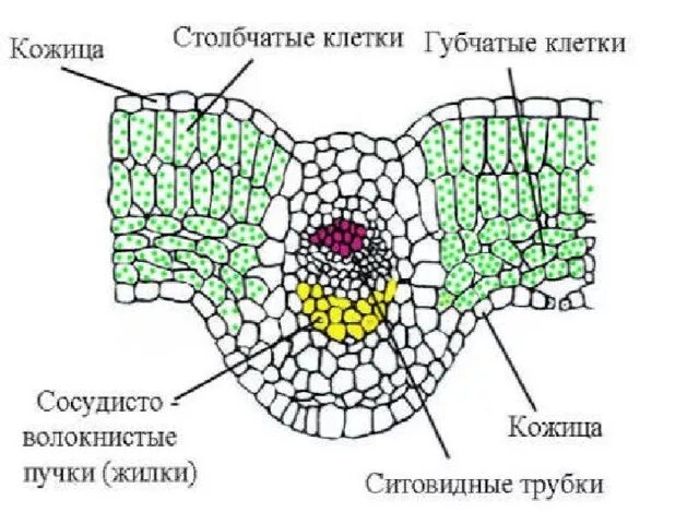 Какую функцию выполняют пучки в листьях