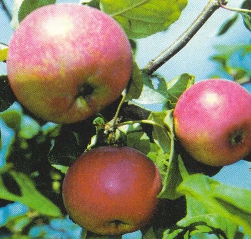 Яблоня первоуральская описание сорта отзывы. Яблоня краса свердловска. яблоня краса свердловска зимняя. сорт яблок краса свердловска. яблоня штамбовая краса свердловска.