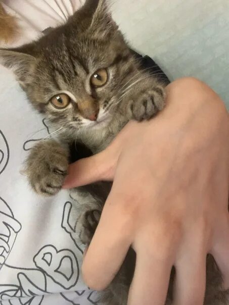 Коты волковыск куфар. Коты волковыск куфар. Коты волковыск куфар. Коты волковыск куфар. Котята черного цвета.