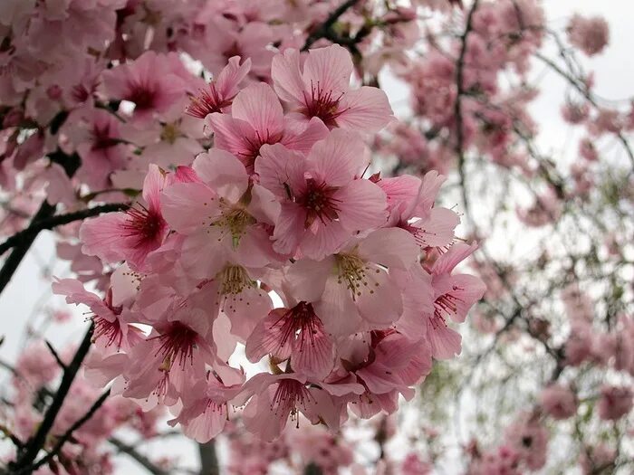 парк сакуры нагасаки. сакура аманогава. сакура рядом. сакура у озера. цветение сакуры.
