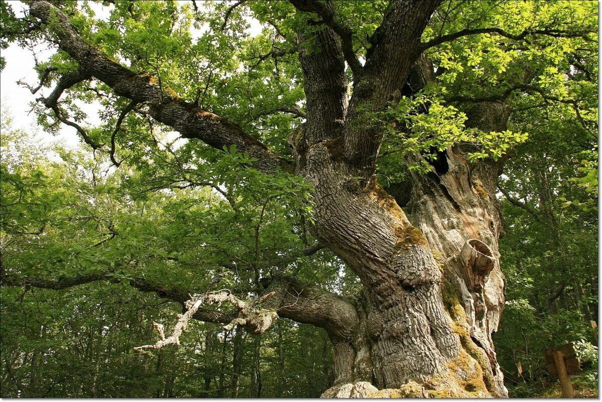Платан Абхазия дерево. Дуб Святогорск. ЛИМУЗЕНСКИЙ дуб. Дуб Джурупа.