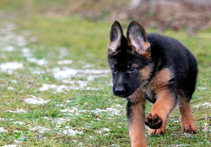 Овчарки выскочив. Баварская овчарка Shepherd. German Shepherd немецкая овчарка. Немецкая овчарка Шеферд. Немецкая овчарка Шеферд щенки.