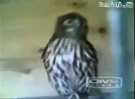 Сова видео крики