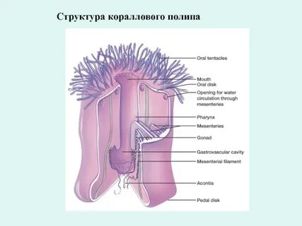 Особенности строения полип