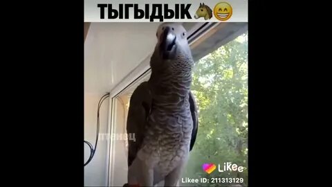 Попугай видел это
