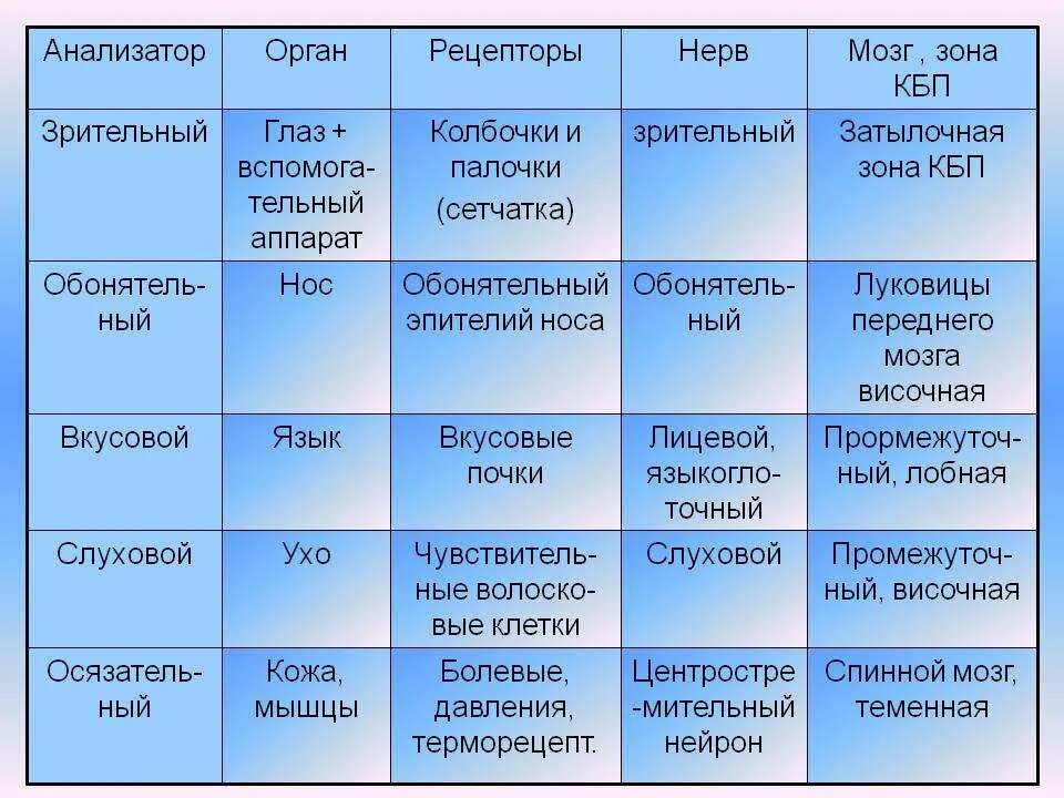 Какие отделы входят в анализатор. Таблица анализаторы расположение рецепторов. Анализаторы органы чувств таблица. Строение анализаторов таблица. Таблица органы чувств анализаторы биология 8 класс.