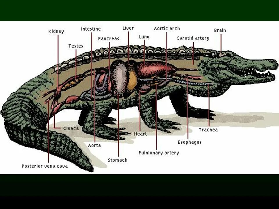Что представляет собой клоака у пресмыкающихся. Пищеварительная система крокодила схема. Нильский крокодил анатомия. Строение клоаки крокодила. Анатомия крокодила органы.