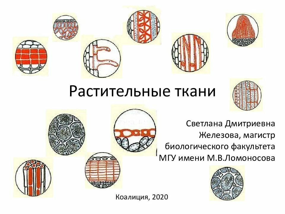 Биология 6 кл таблица о ткани растений. Проводящая ткань растений строение. Основная ткань растений рисунок 6 класс. Ткани растений покровные ткани строение и функции. Образовательная ткань растений егэ биология.