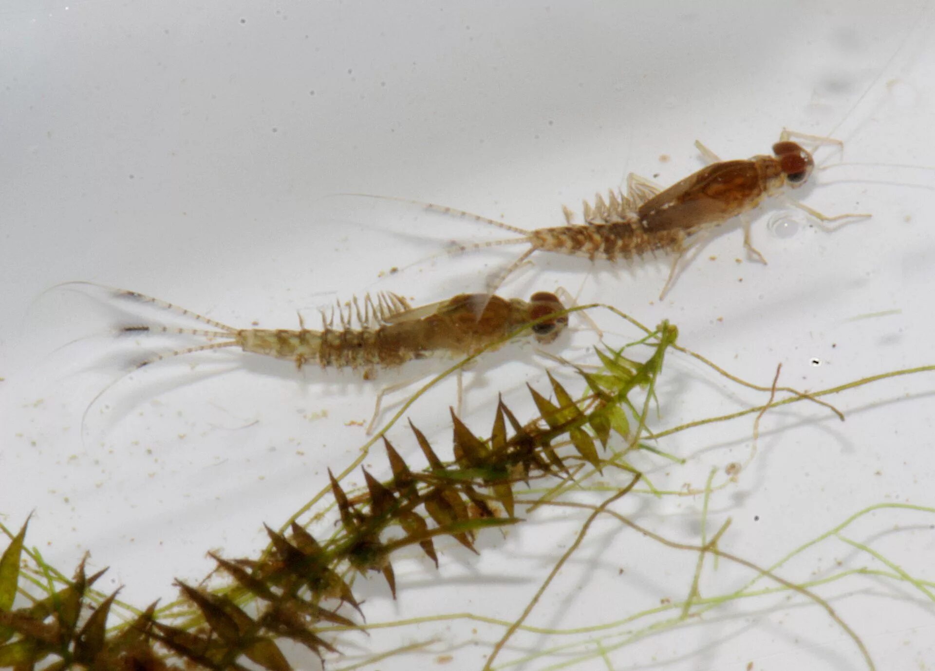 Отряд поденки личинка. Личинки поденок (Ephemeroptera). Ephemeroptera личинки. Potamanthus luteus личинка.