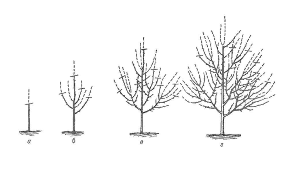 Правильно обрезать саженцы. Схема обрезки саженцев яблони. Формировка саженца яблони. Груша Чижевского обрезка весной. Обрезка абрикоса весной схема.