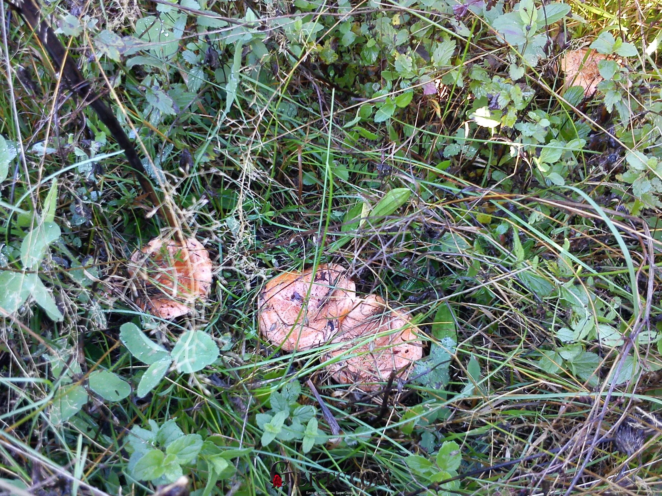 В каких местах растут рыжики. Рыжики грибы поляна. поляны с рыжиками. рыжики в лесу.
