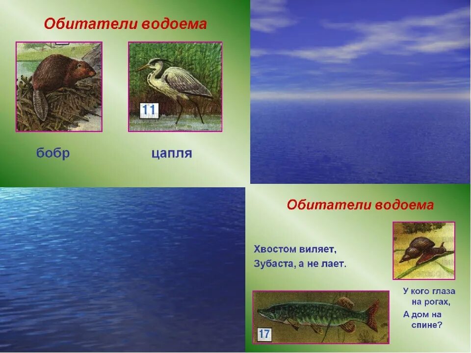 Презентация водоемы обитатели водоемов