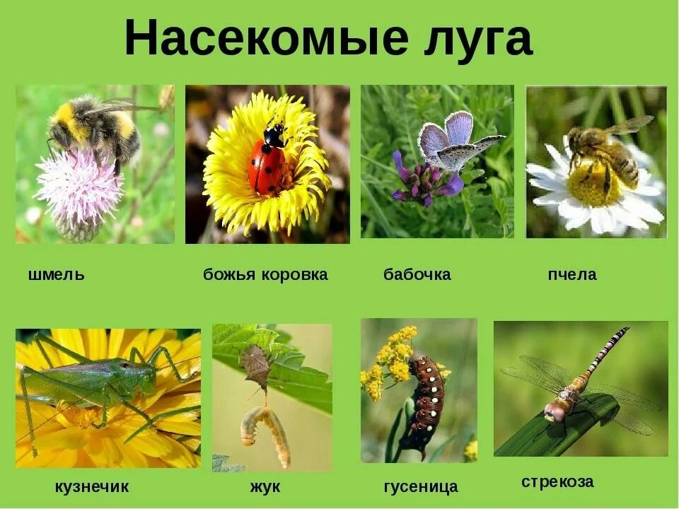 Цвета в названиях насекомых