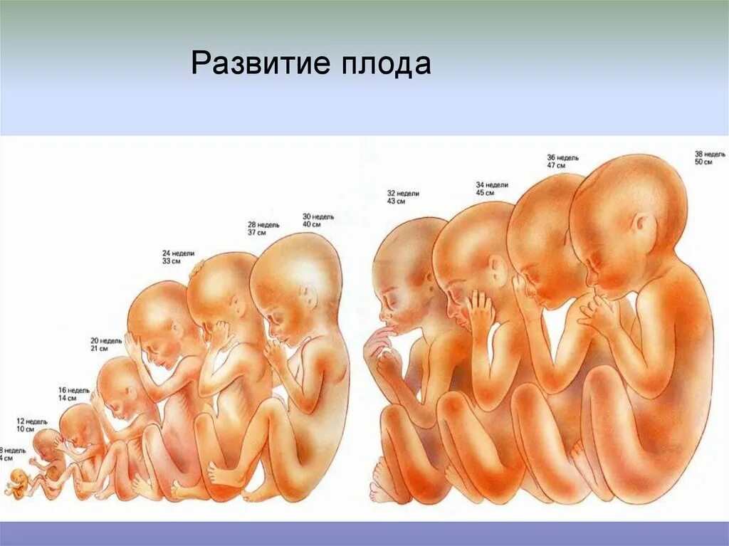 Размер ребенка на 20 неделе. Размер ребёнка на 22 неделе беременности. Ребёнок в 22 недели беременности.