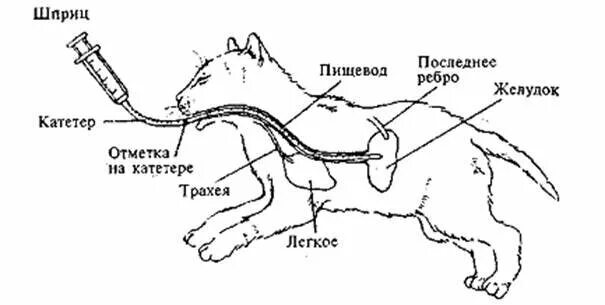 Пищевод кошки. Кормление щенка через зонд. Зонд для кормления новорожденных щенков. Кормление котенка через зонд.