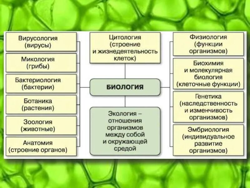 Какие процессы есть в биологии. Биологические дисципли. разделы биологии. биологические науки таблица. биология в системе наук.