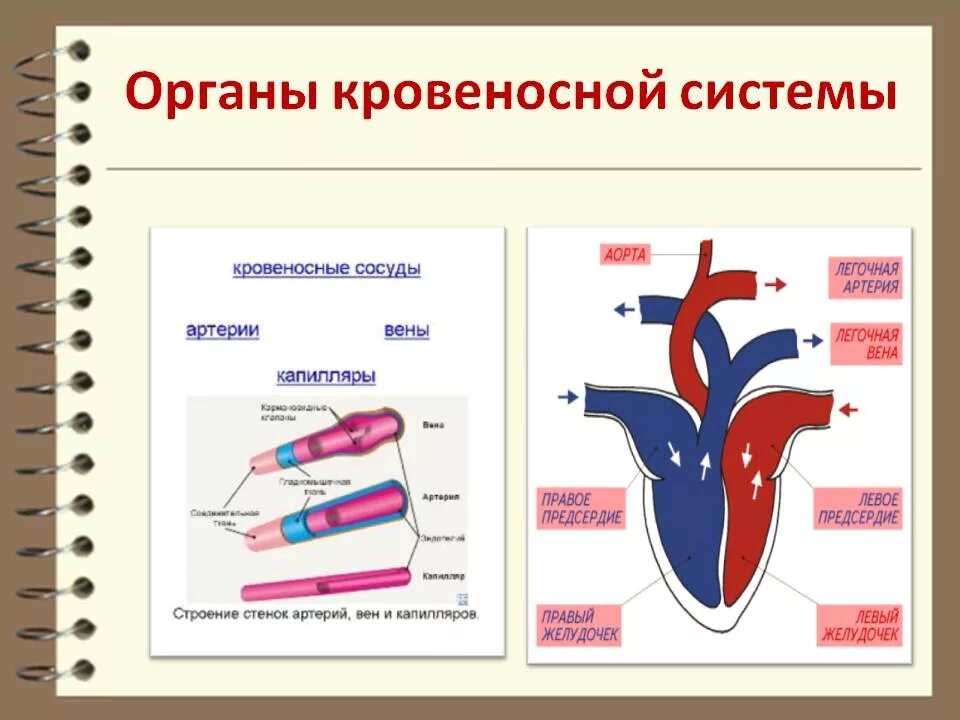 Установите соответствие органов кровеносной системы. Органы кровеносной системы человека. кровеносная система входит в систему органов. органы из которых состоит кровеносная система. кровеносная система органы образующие систему.