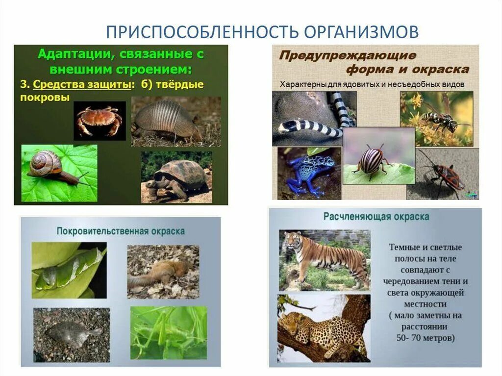 Среда обитания лабораторная работа. Примеры приспособленности организмов. Примеры приспособленности. Почвенная среда обитания условия среды. Черты приспособленности организмов.