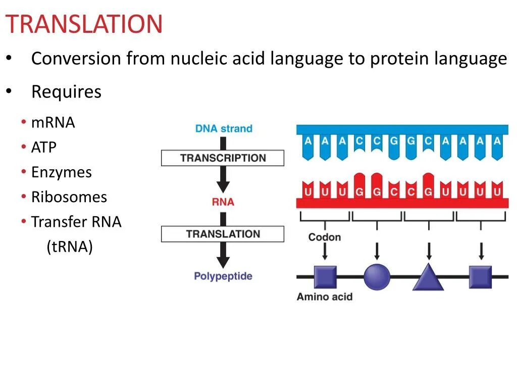 RNA Transcription. DNA Transcription. DNA Transcription and translation. DNA RNA Protein. Dna перевод