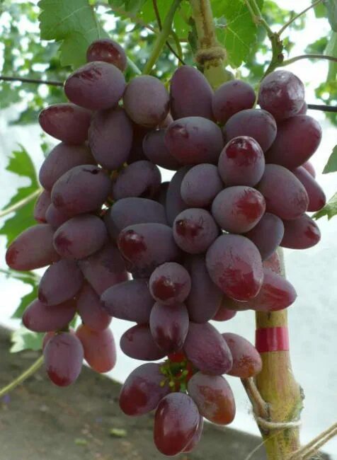виноград сорт малиновый супер. виноград малиновый мускат. виноград сорт малиновый. виноград малиновый звон. виноград малиновый мускат.