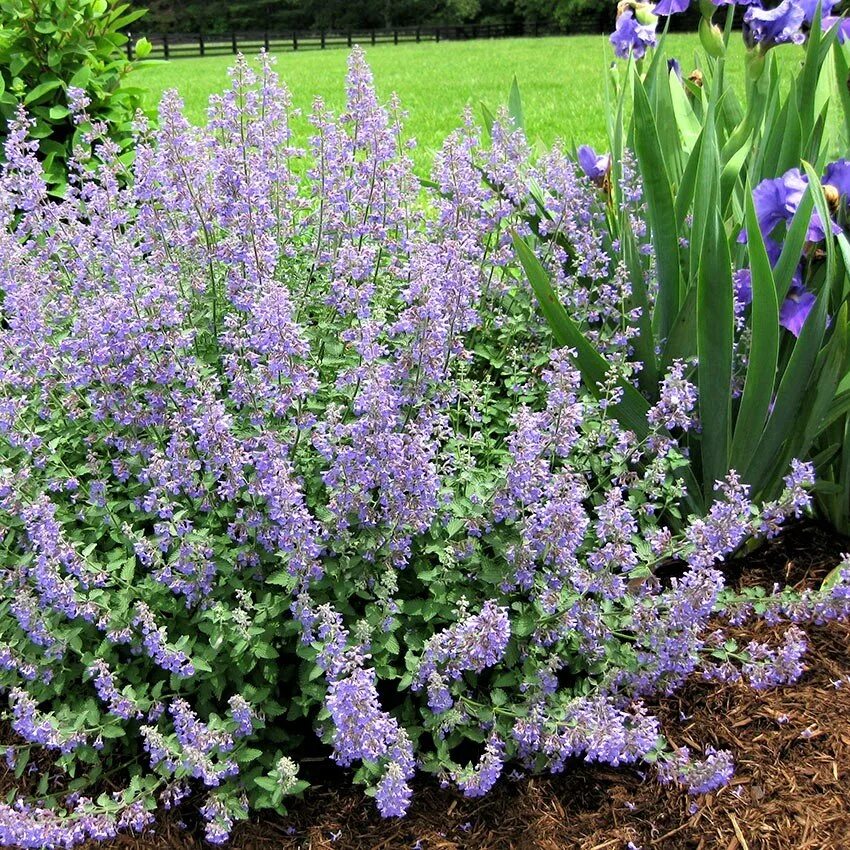 Котовник фассена nepeta. Котовник фассена уолкерс лоу. котовник junior walker. котовник фассена (nepeta faassenii).