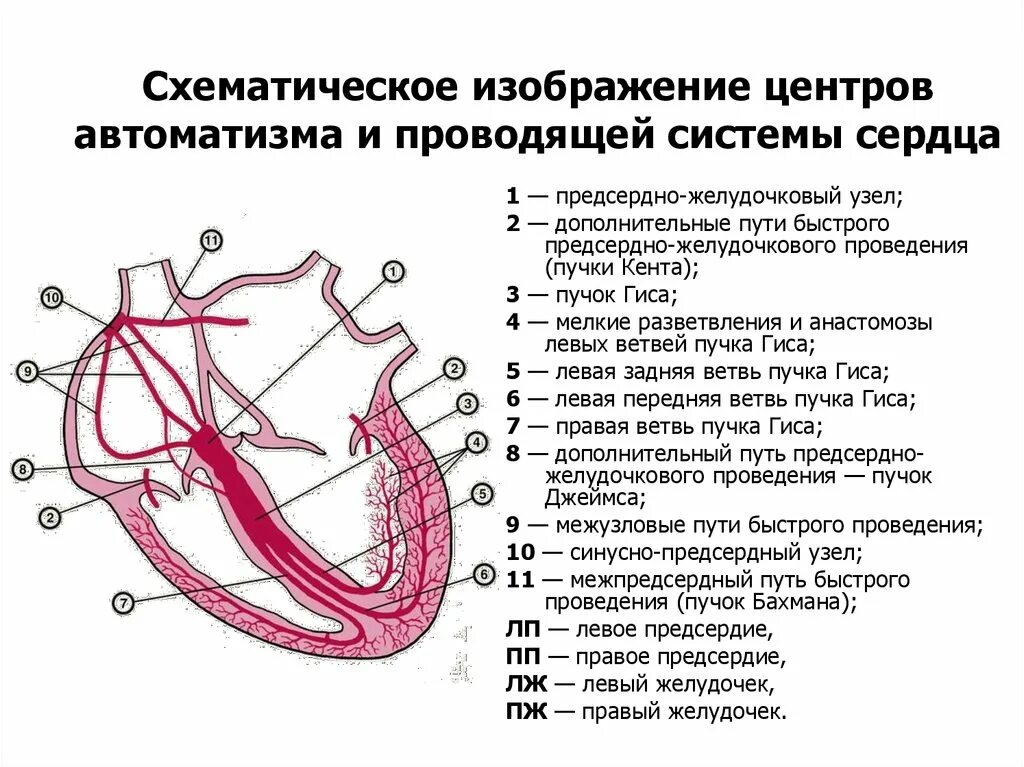 Проводящая система сердца схема. Проводящая система сердца синоатриальный узел. Проводящая система сердца узлы пучки волокна. Изучите строение проводящей системы сердца. Предсердие желудка