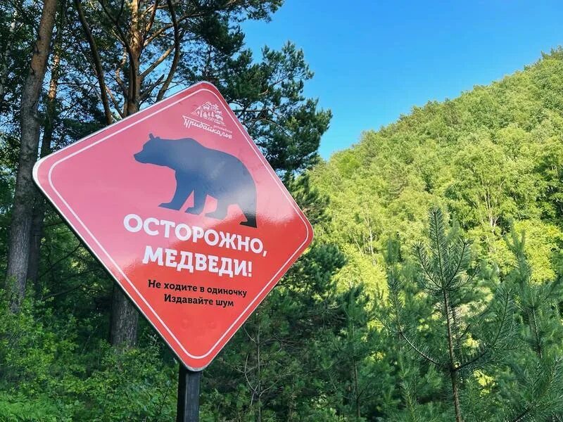 Табличка осторожно медведи. Осторожно, медведь!. Осторожно медвежонок осторожно. Медведи на столбах красноярск. Медвежонок осторожно.