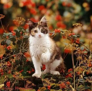 Пестрый котенок