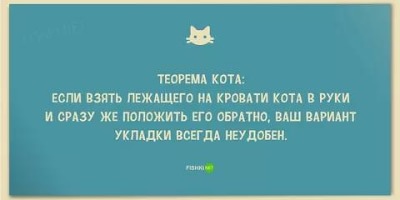 анекдоты про котов