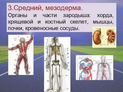 Половая система мезодерма