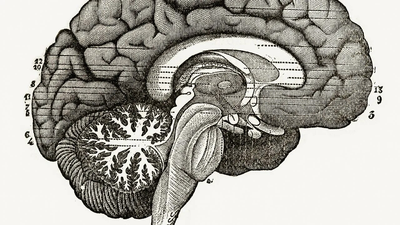 Подкорковые отделы головного мозга. Функции подкорковых структур мозга.