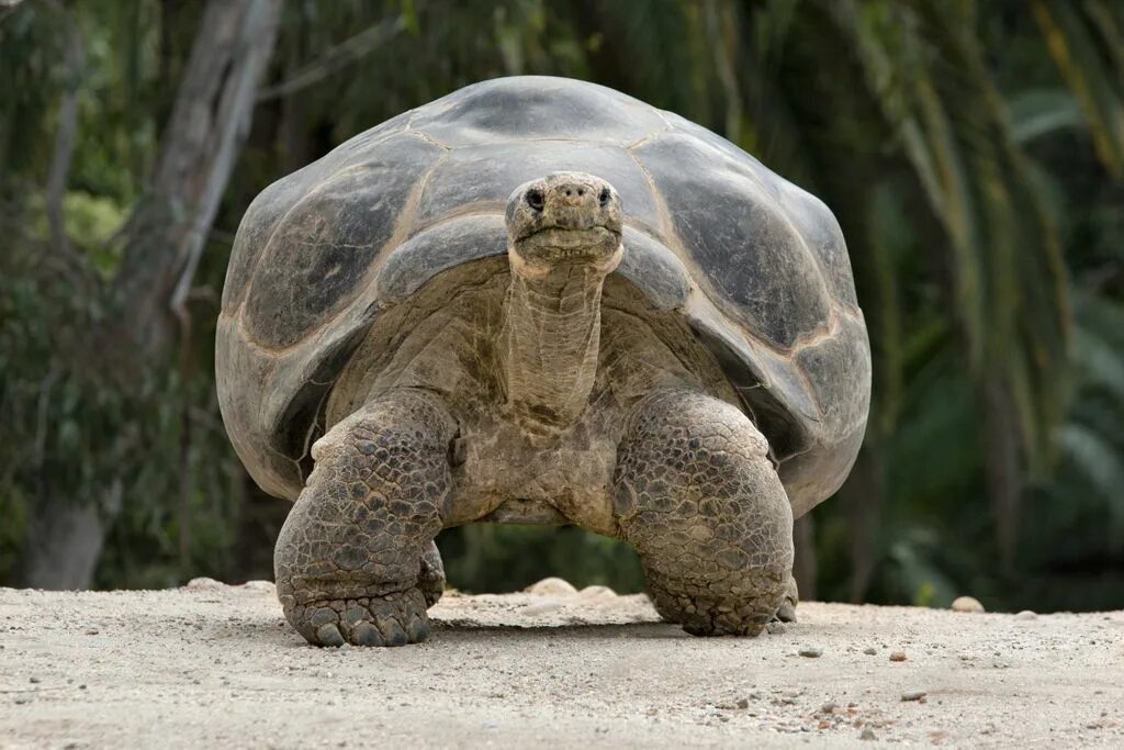 Галапагосская черепаха. Абингдонская слоновая черепаха. Галапагосские острова черепахи. Сухопутная черепаха Галапагосы. Абингдонская слоновая