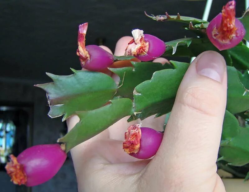 фото семян декабриста. семена декабриста. горшок для декабриста. декабрист из семян. декабрист цветок семена.