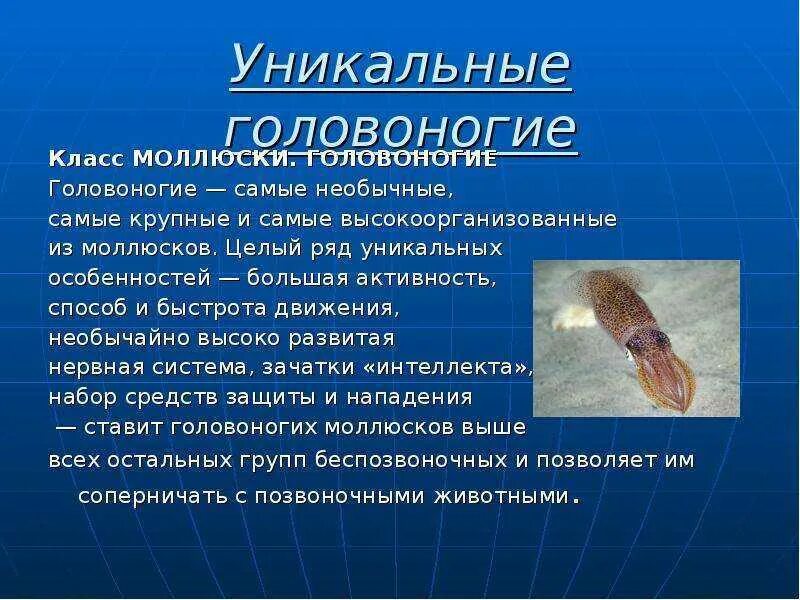 Способ передвижения головоногих моллюсков. Личиночная стадия головоногого моллюска. головоногие моллюски презентация. головоногие моллюски характеристика. многообразие головоногих моллюсков презентация.