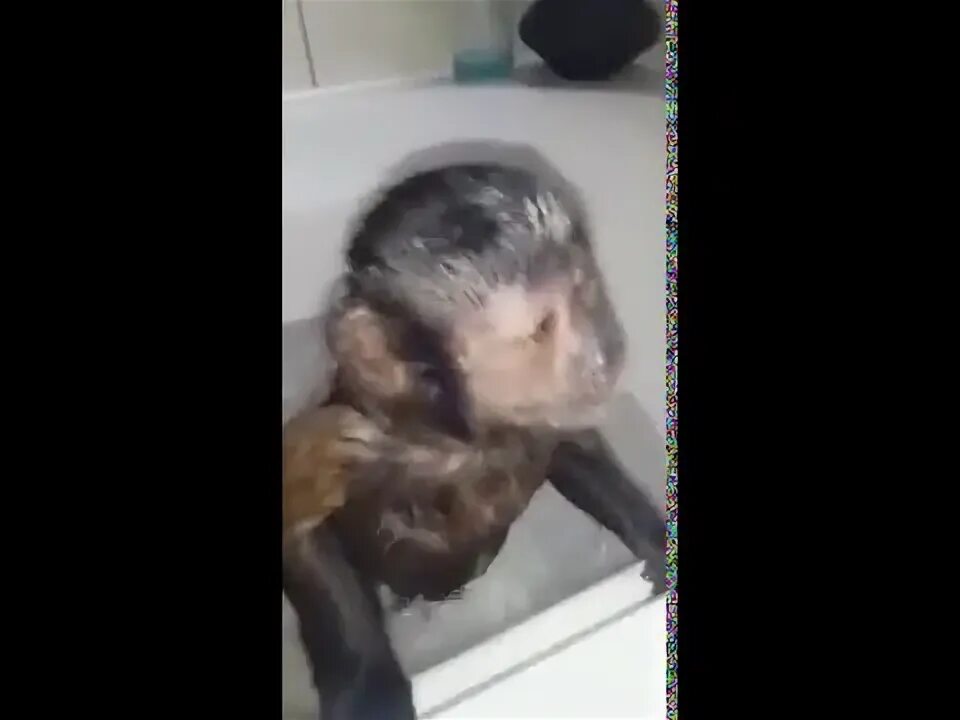 Песня бэтмен купание обезьяны. Обезьяна в ванной. Обезьянка в ванне. Обезьянка купается в ванной. Мартышка моется в ванной.