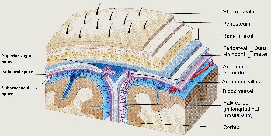 Анатомия пяти слоев. Cortex layers. Cerebral Cortex Sagital. Subdural Space.